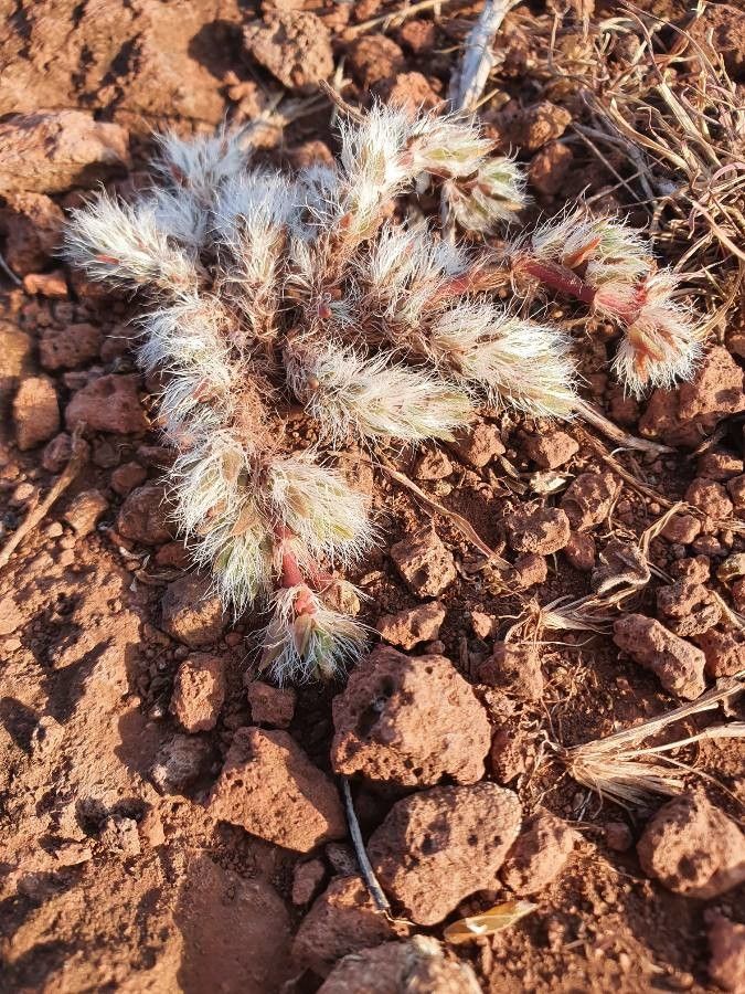 Portulaca wightiana leaf