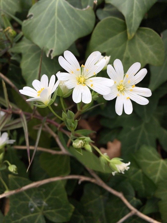 Rabelera holostea flower