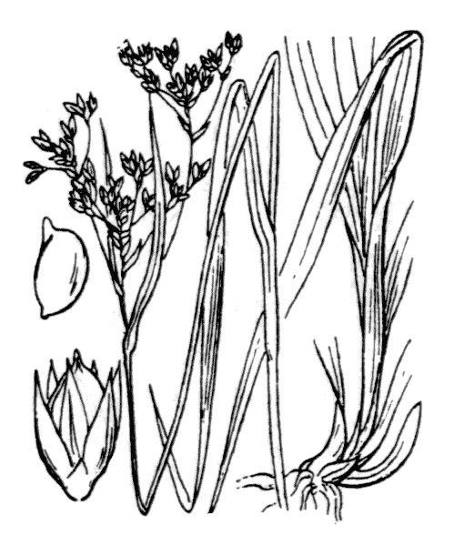 Luzula glabrata — houseplant care guide