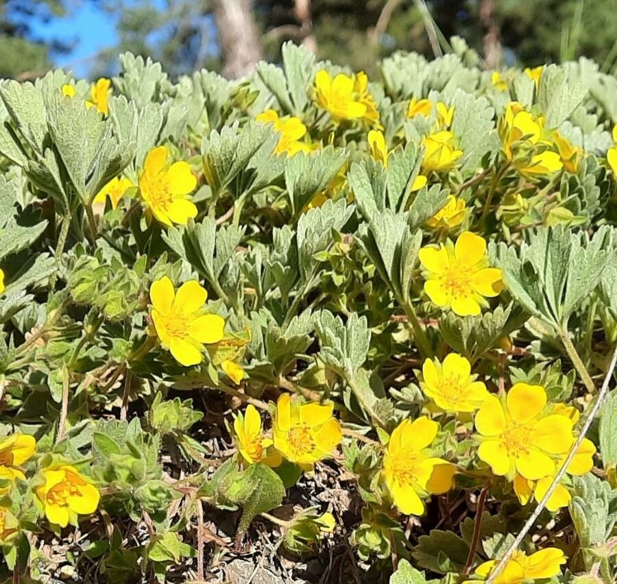 Potentilla cinerea flower
