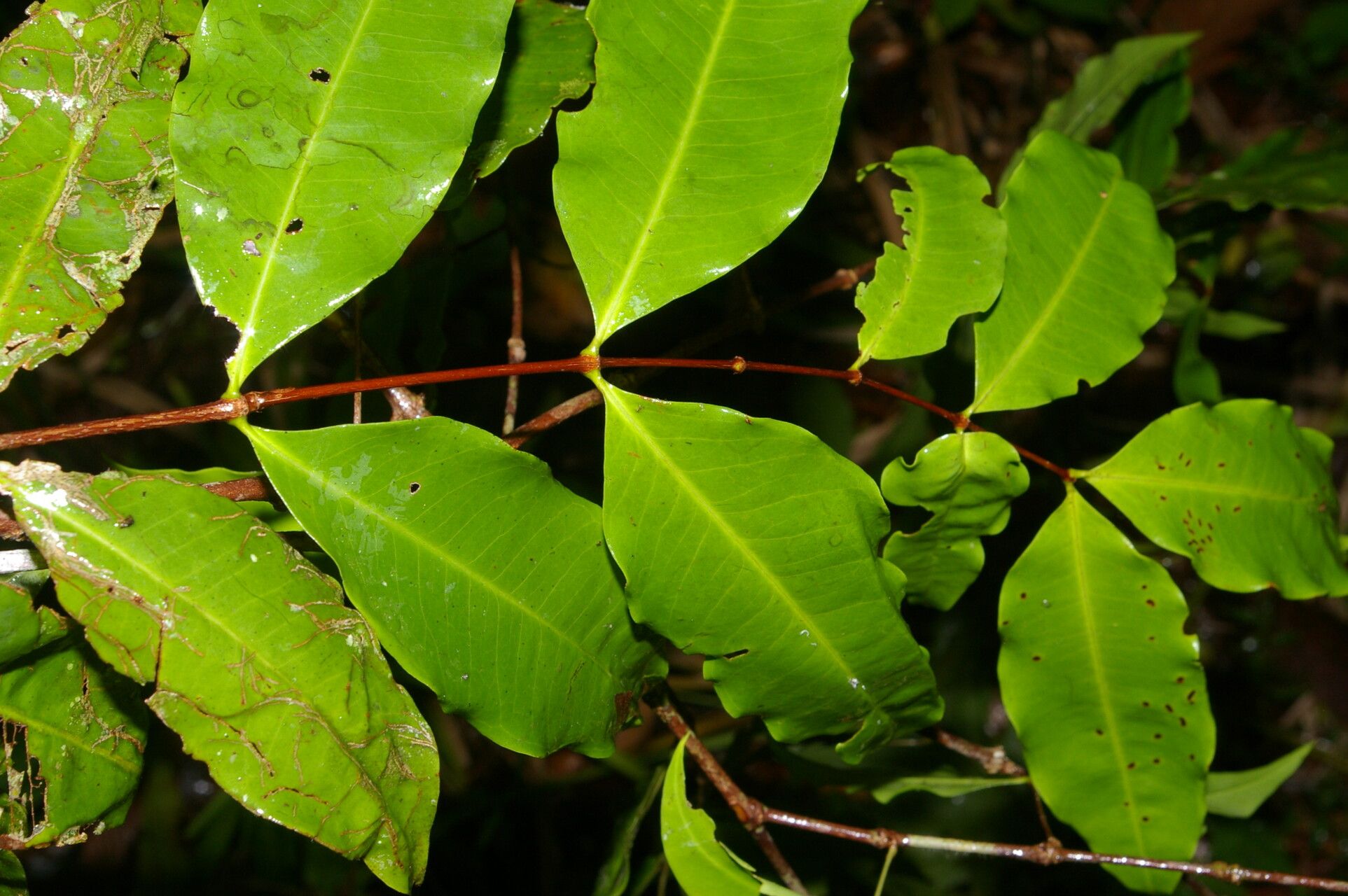 Mouriri myrtifolia — search result for 'Mouriri'