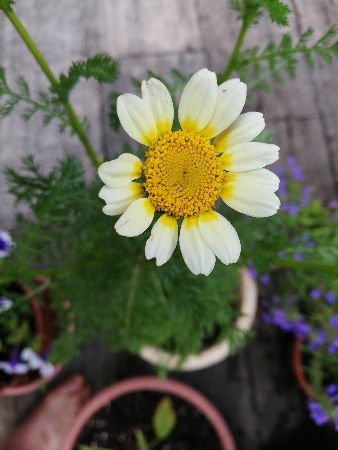 Anacyclus pyrethrum flower