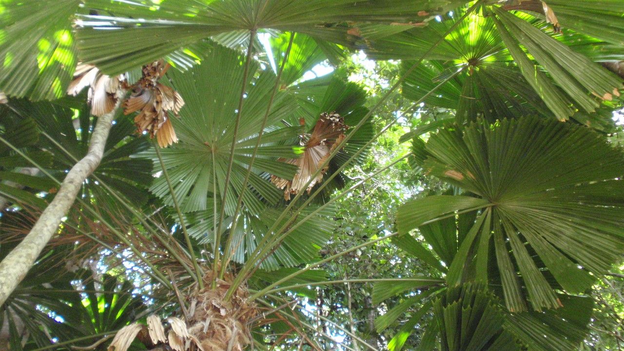 Licuala ramsayi leaf