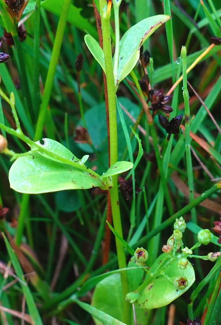 Samolus valerandi — search result for 'Primulaceae'