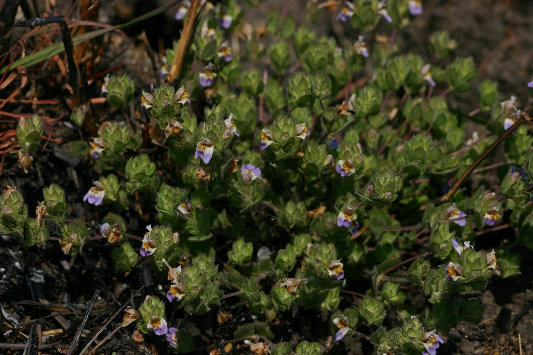 Hygrophila acinos habit