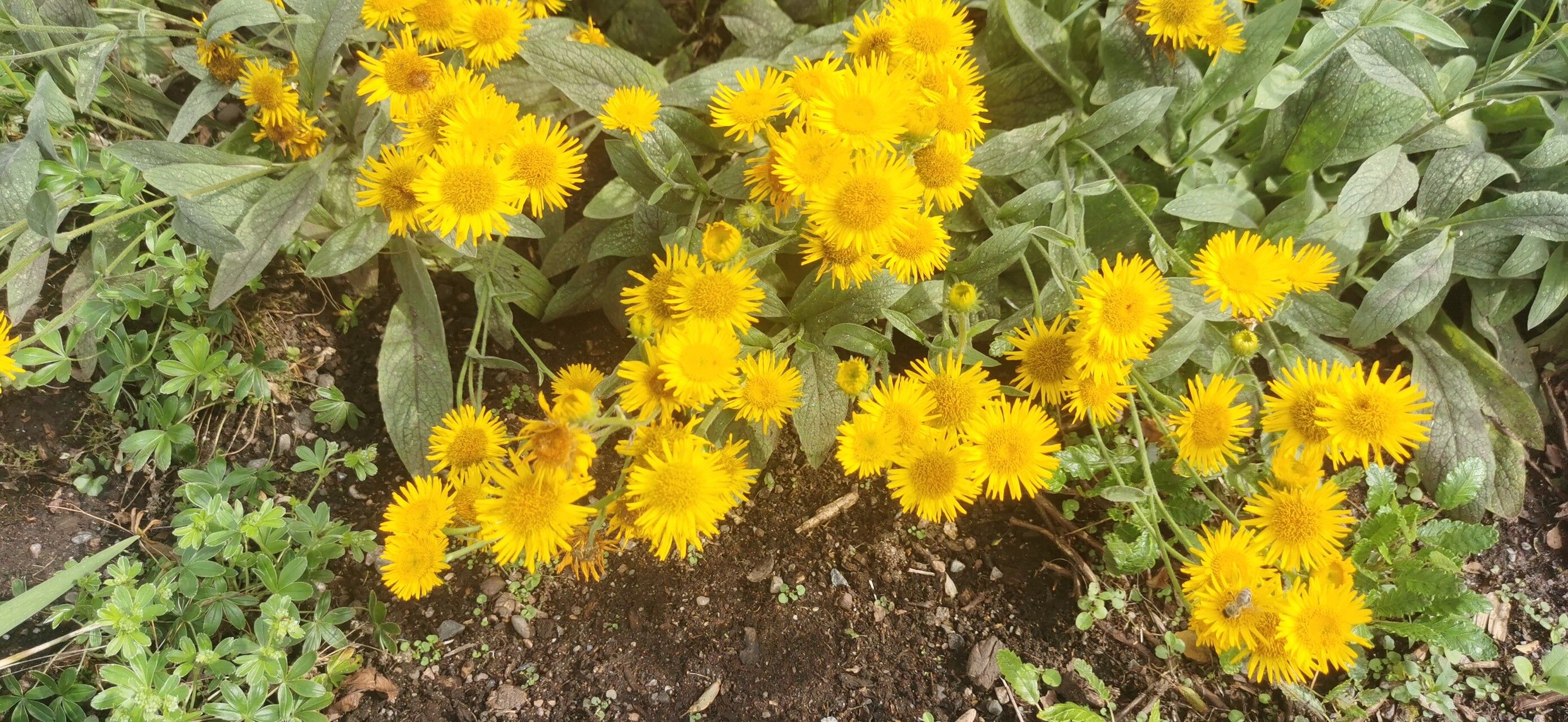 Pentanema oculus-christi flower