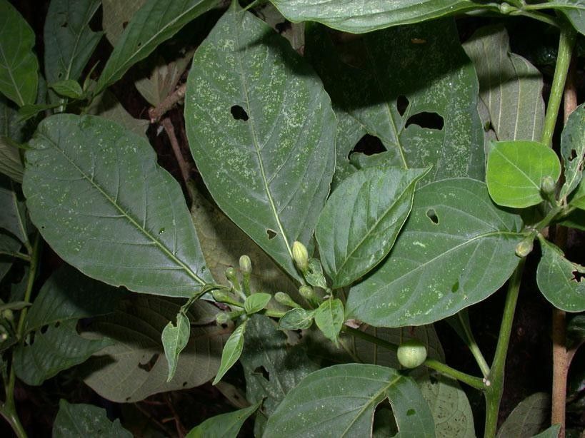 Lycianthes heteroclita — search result for 'Lycianthes'