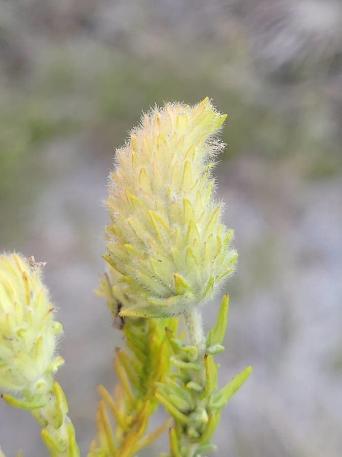 Piloblephis rigida flower