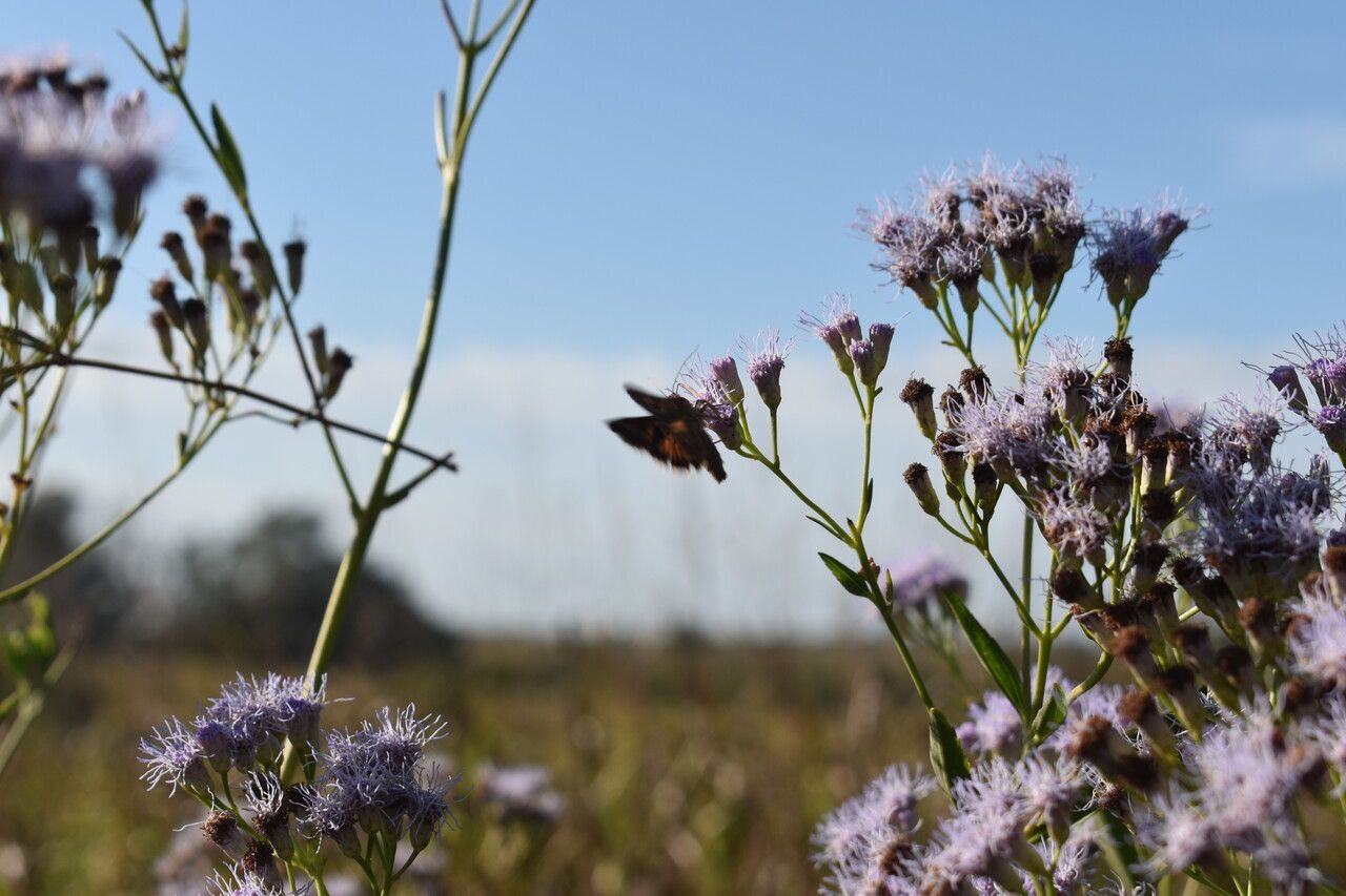 Chromolaena ivifolia — search result for 'Chromolaena'