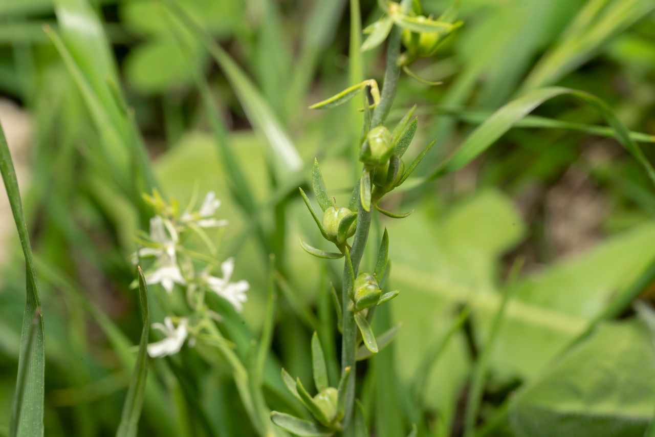 Linaria chalepensis fruit
