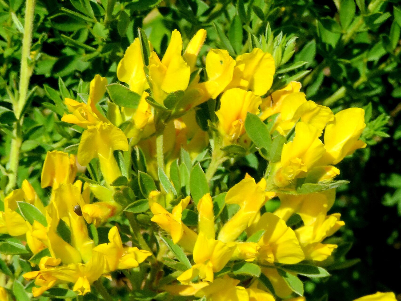 Chamaecytisus austriacus flower