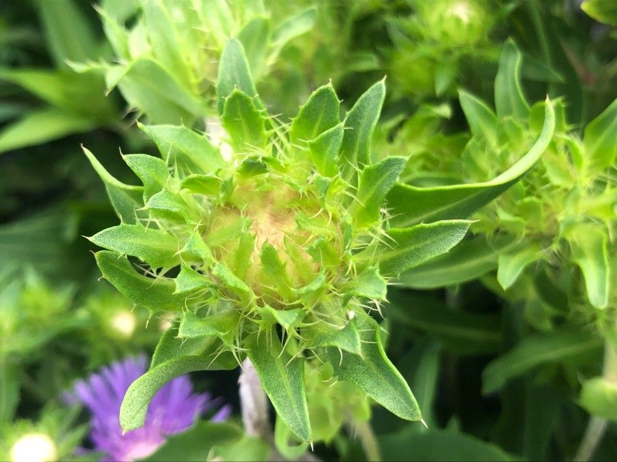 Stokesia laevis flower