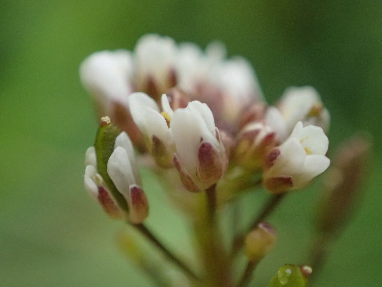 Draba muralis flower