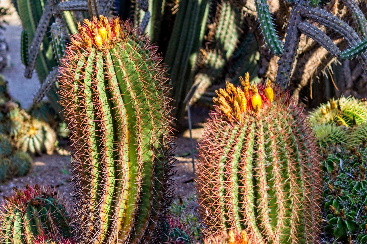 Ferocactus wislizeni bark