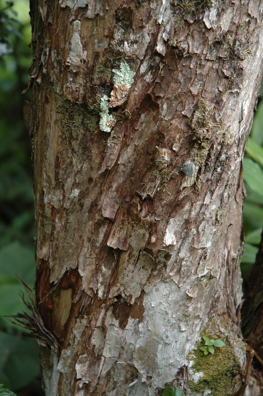 Metrosideros macropus bark