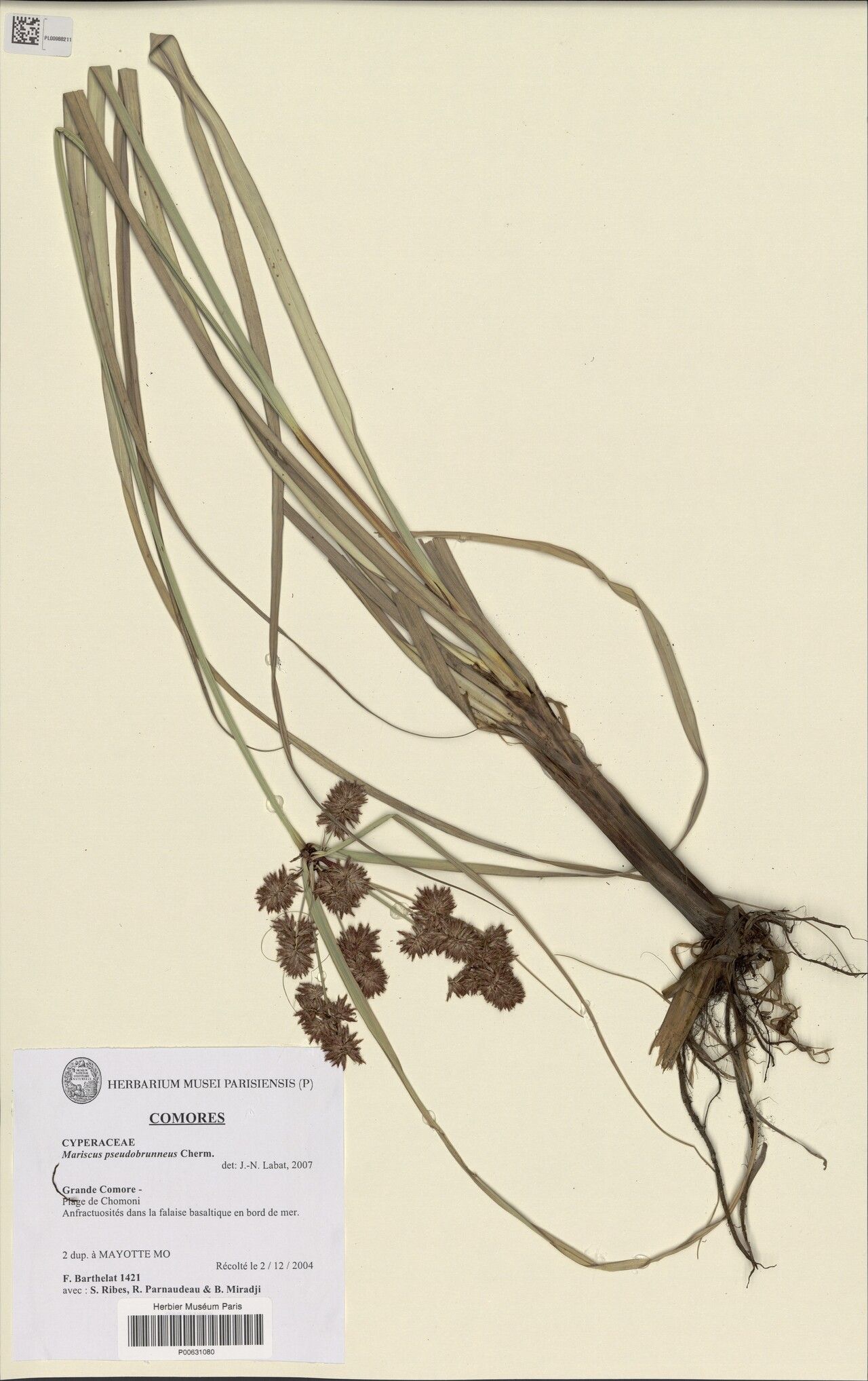 Cyperus pseudobrunneus — houseplant care guide