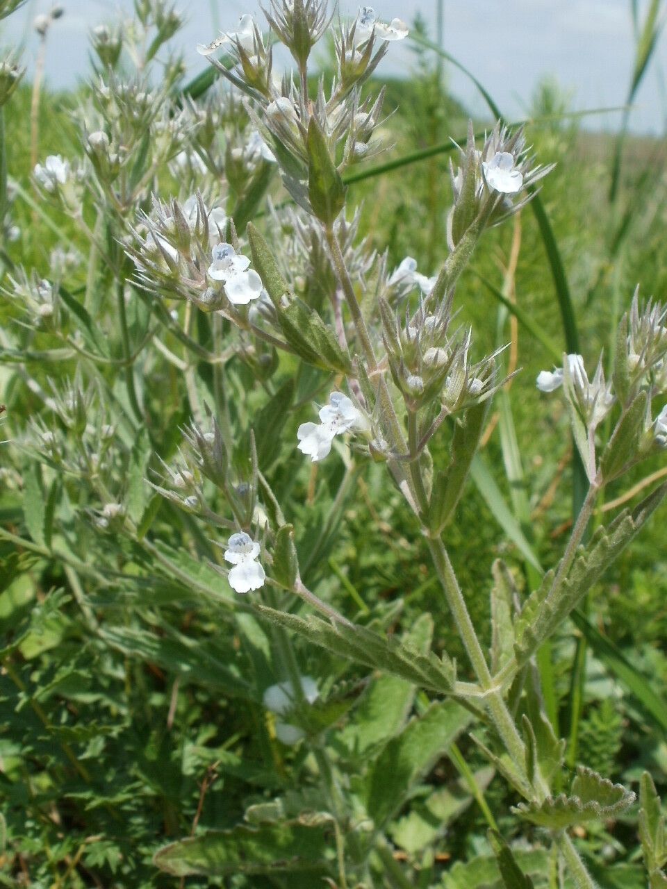 Nepeta ucranica flower