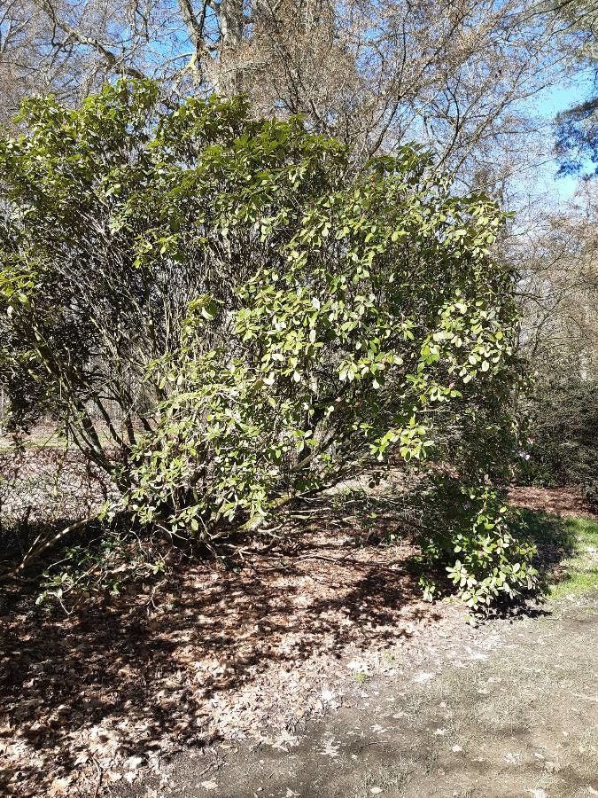Rhododendron oligocarpum habit