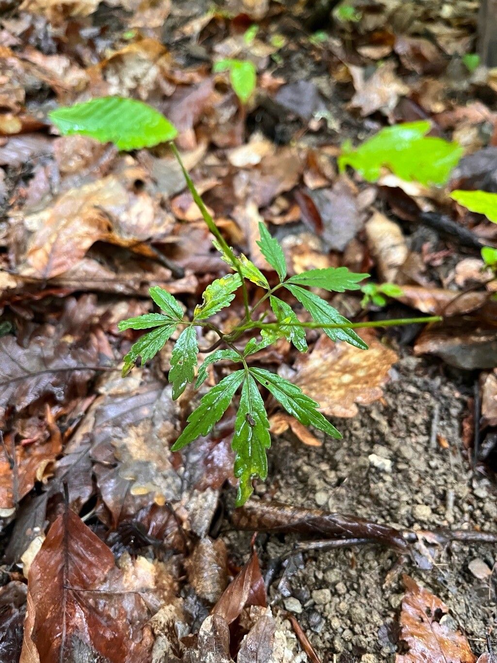 Cardamine pectinata fruit
