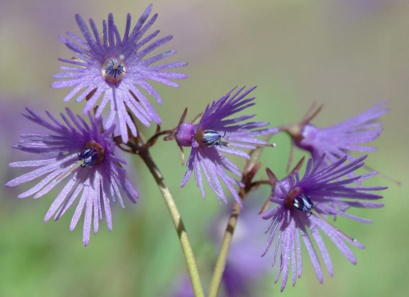 Soldanella alpina flower
