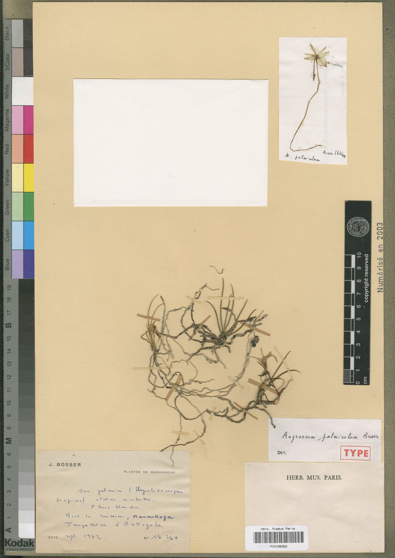 Angraecum palmicola — houseplant care guide