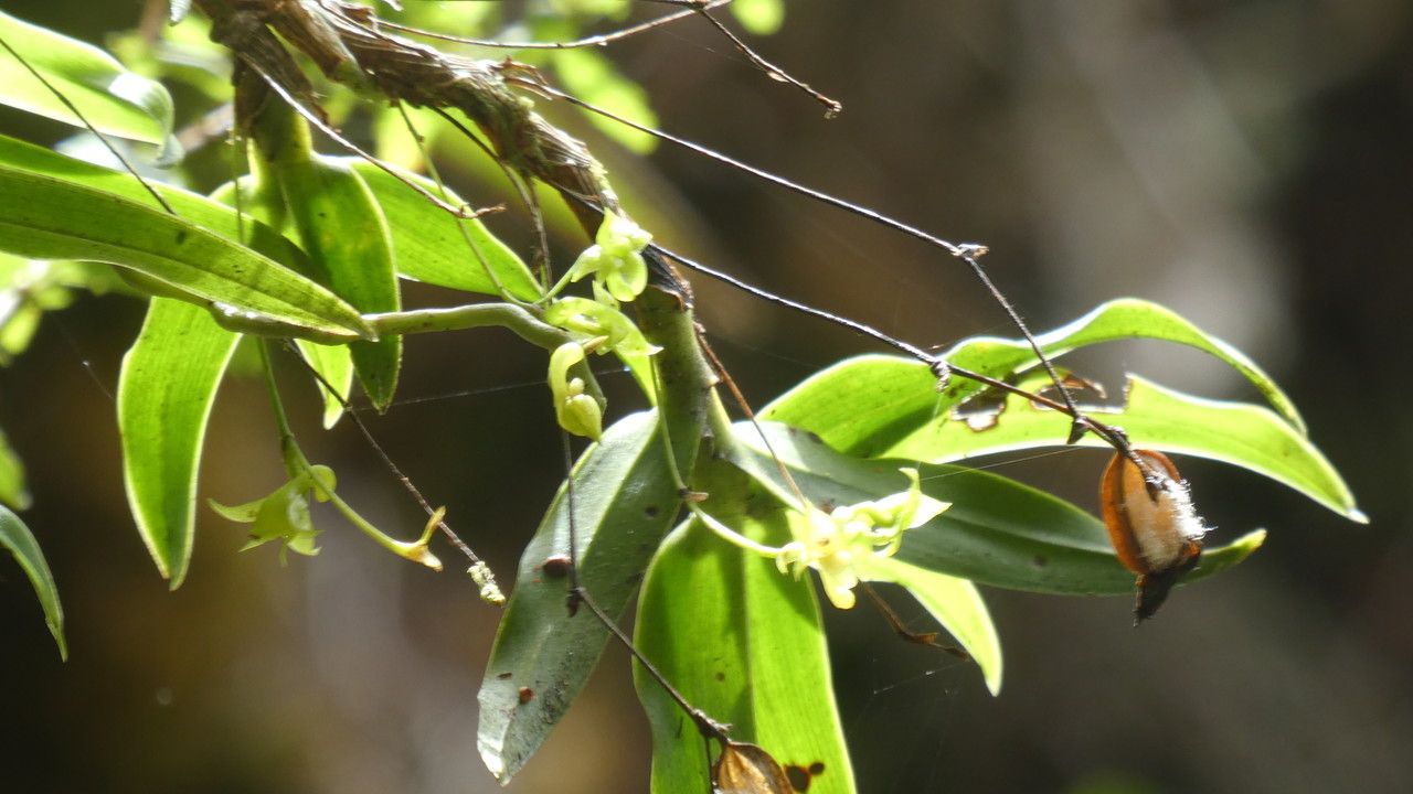 Angraecum obversifolium — houseplant care guide
