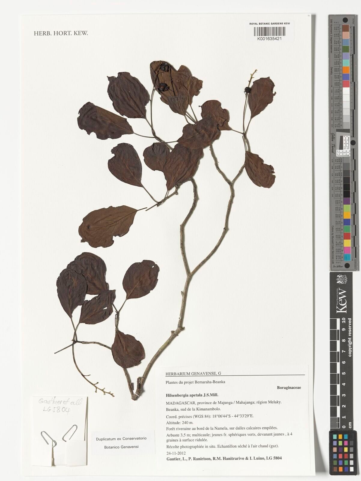 Bourreria apetala — related species from the same genus