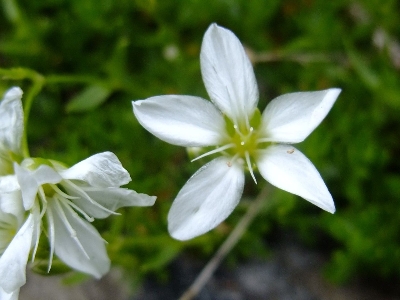 Arenaria gracilis — houseplant care guide