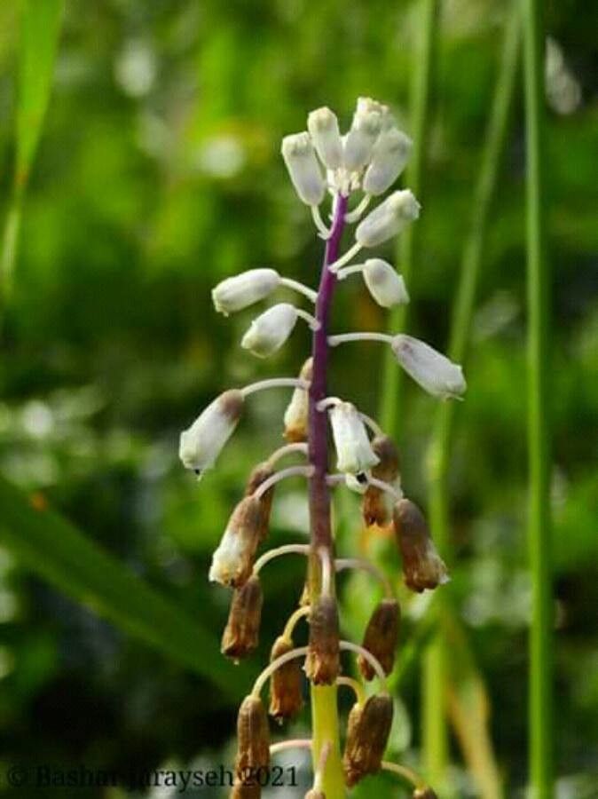 Bellevalia flexuosa — related species from the same genus