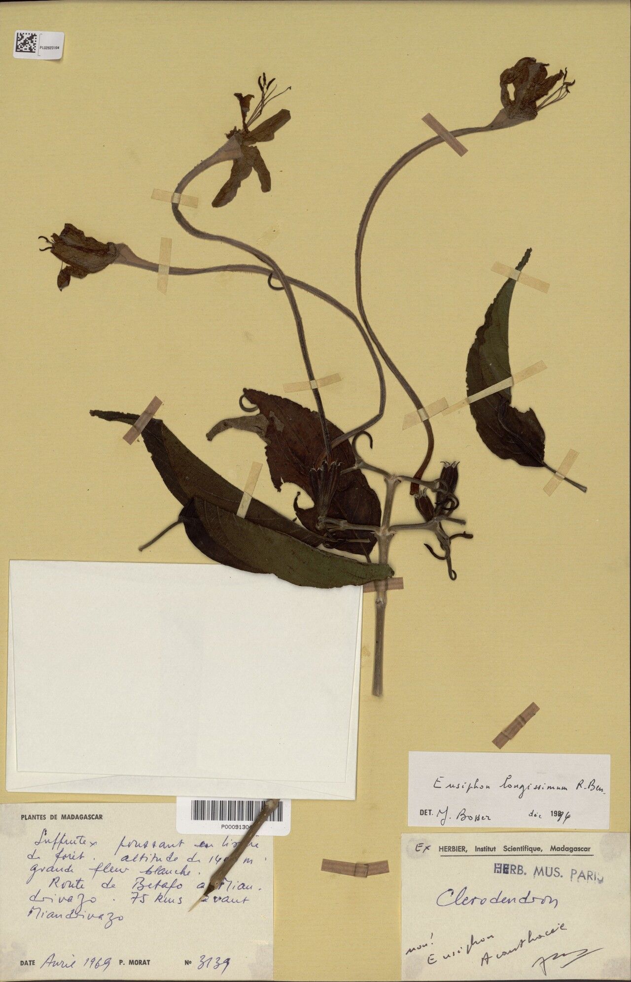 Ruellia quartziticola — search result for 'Ruellia'