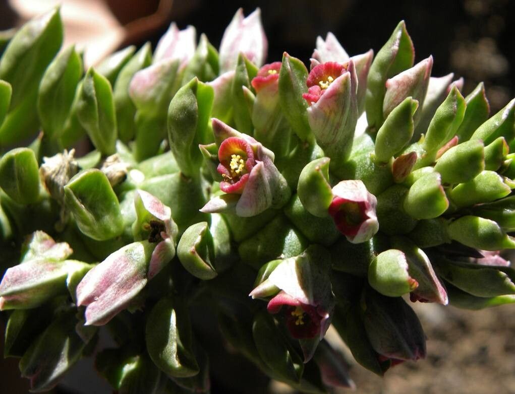 Euphorbia succulenta — houseplant care guide