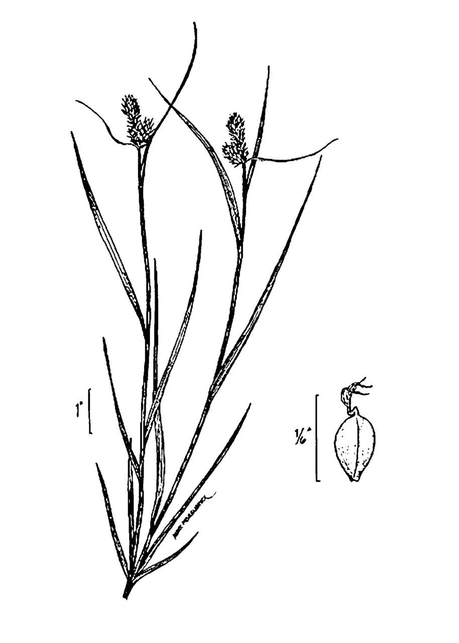 Carex bushii flower