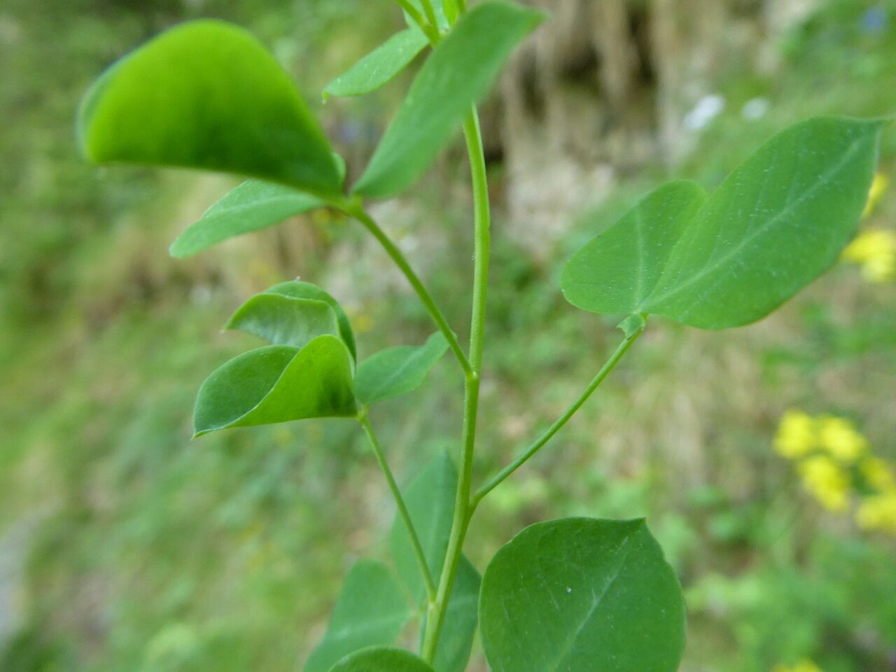 Cytisophyllum sessilifolium leaf