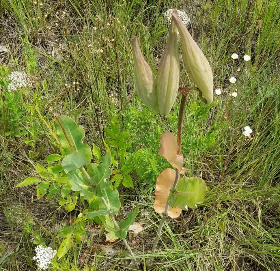 Asclepias amplexicaulis fruit