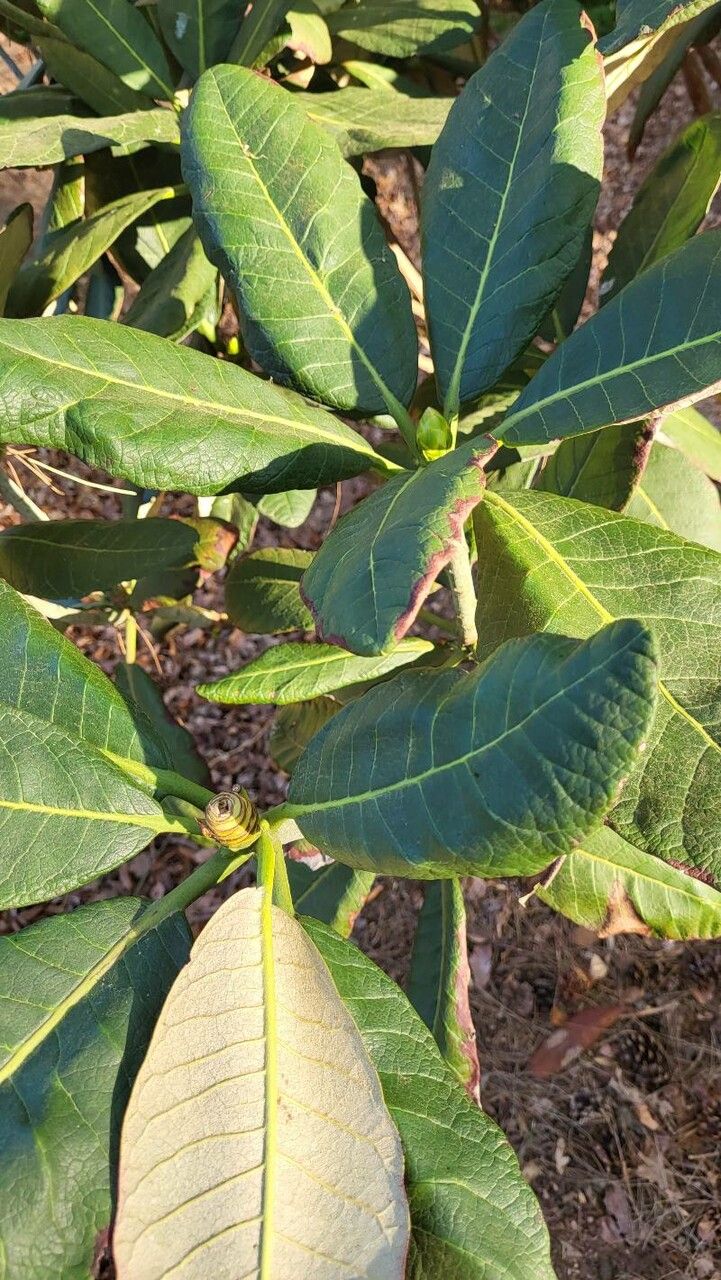 Rhododendron sinofalconeri — houseplant care guide