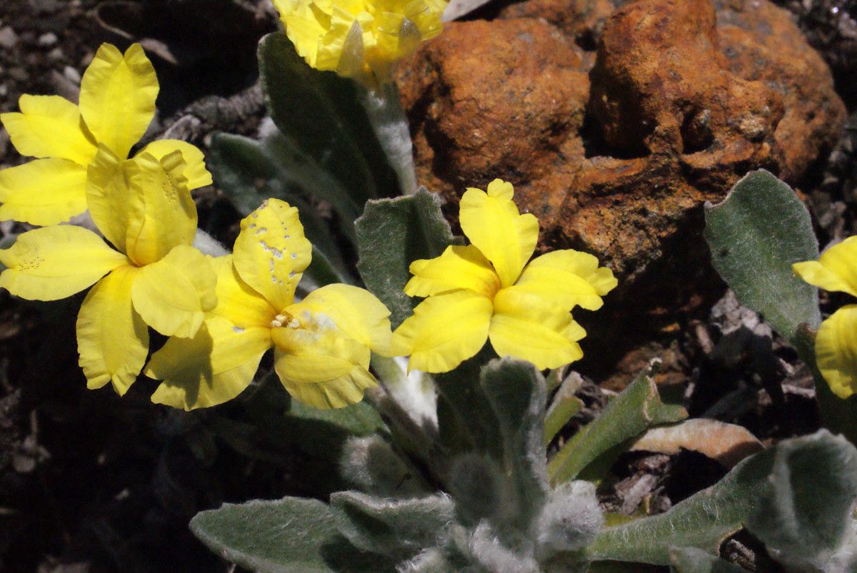 Goodenia affinis — search result for 'Goodeniaceae'