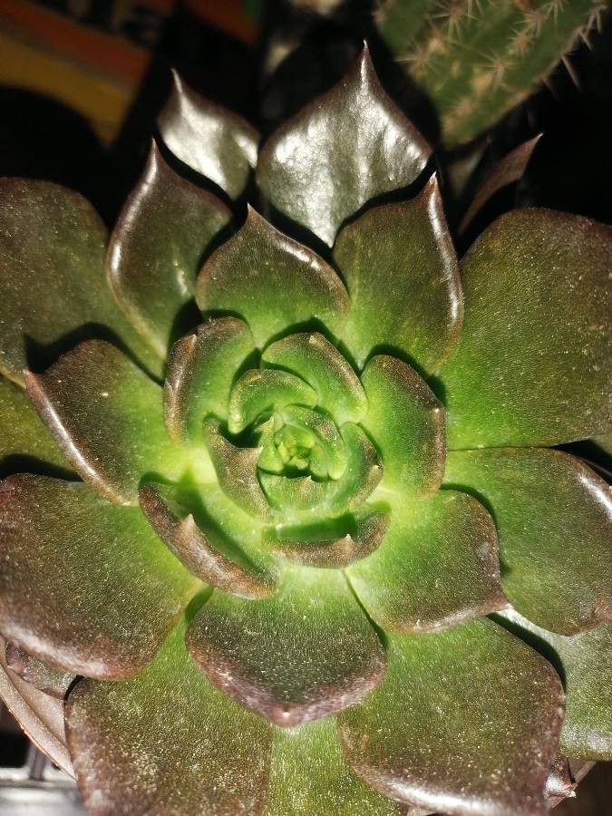 Echeveria spp. flower