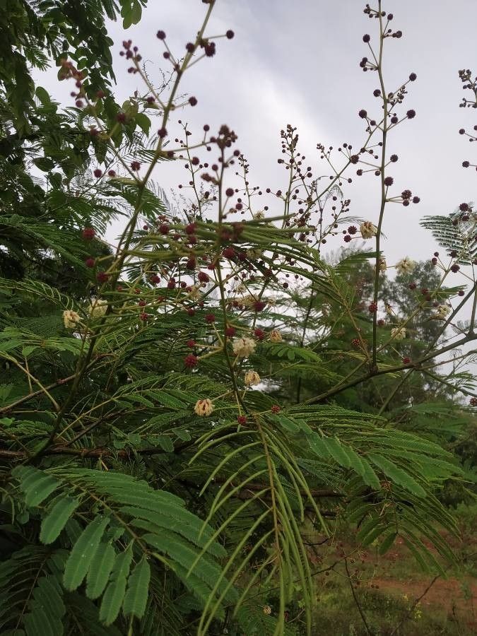 Acacia pennata — search result for 'Mimosa'