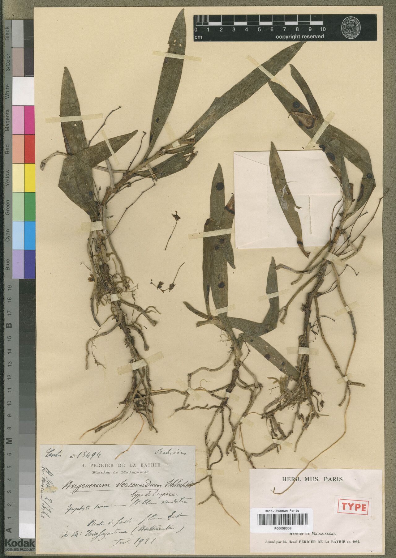 Angraecum verecundum — houseplant care guide