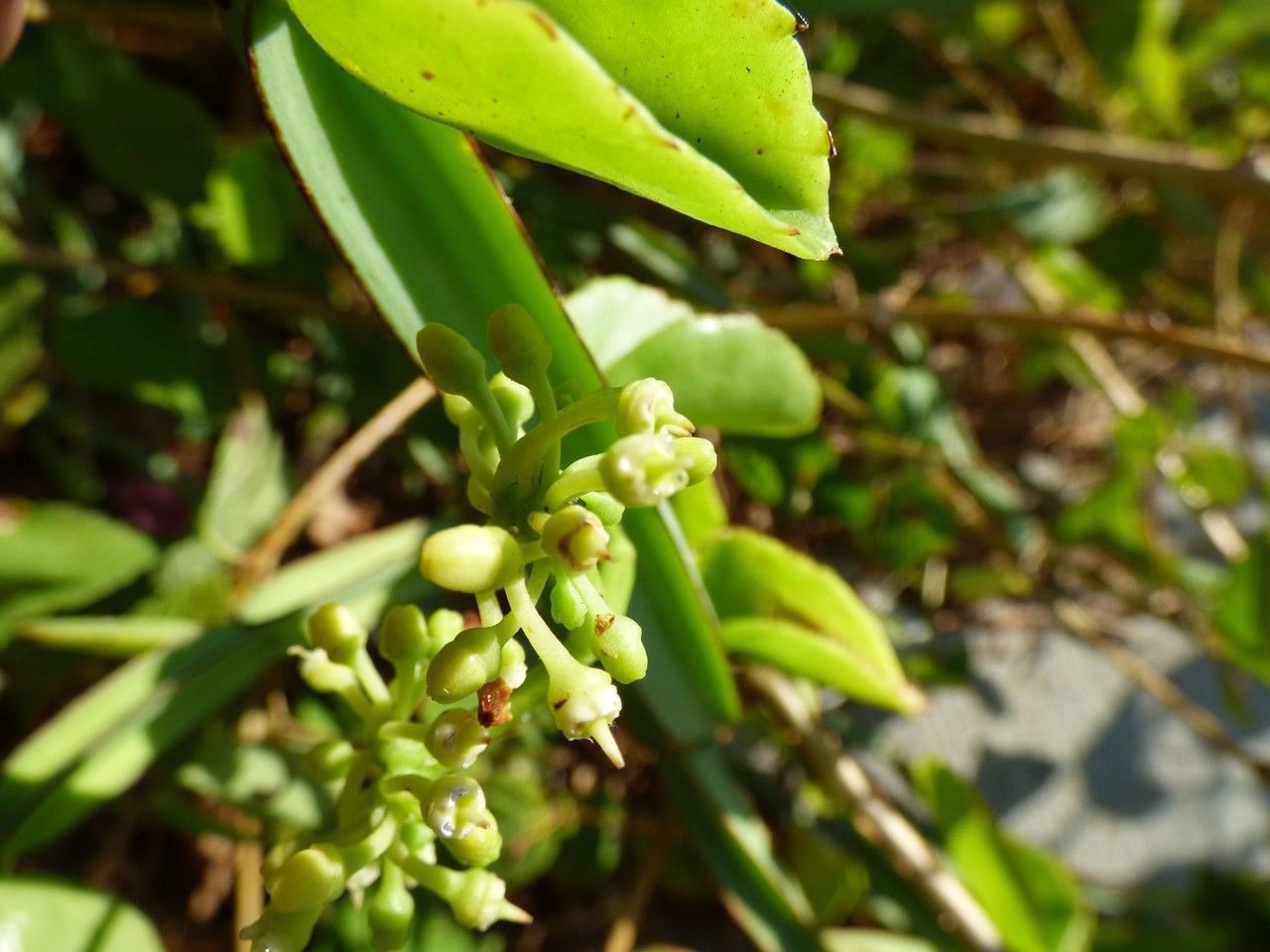 Cissus quadrangularis flower