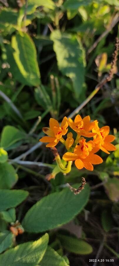 Epidendrum fulgens flower