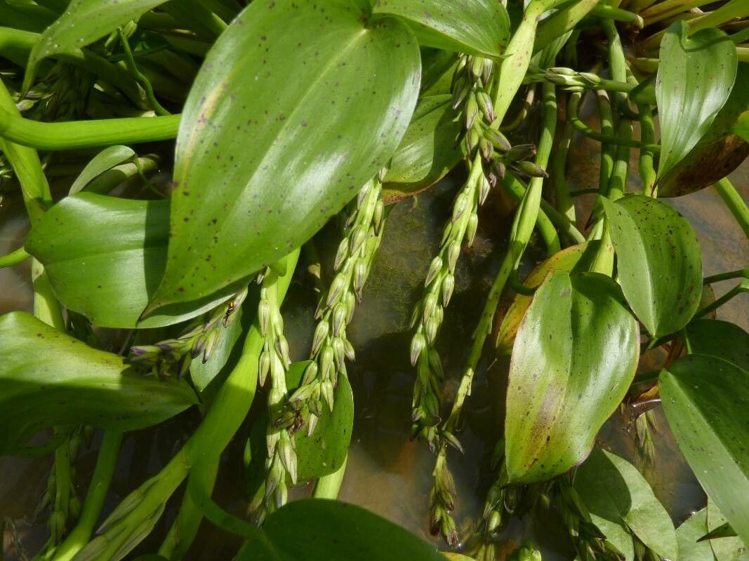 Pontederia brevipetiolata fruit
