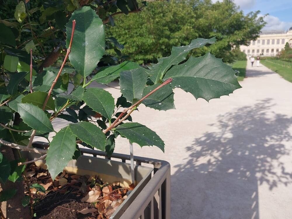 Elaeodendron australe leaf