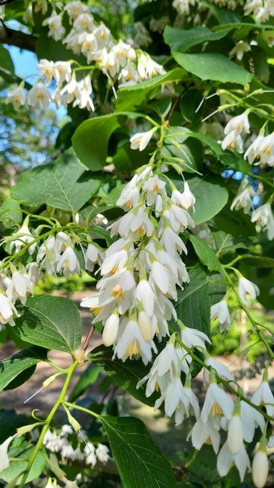 Styrax obassis flower