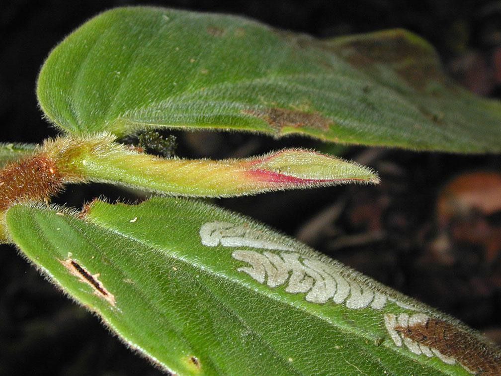 Columnea maculata — search result for 'Columnea'