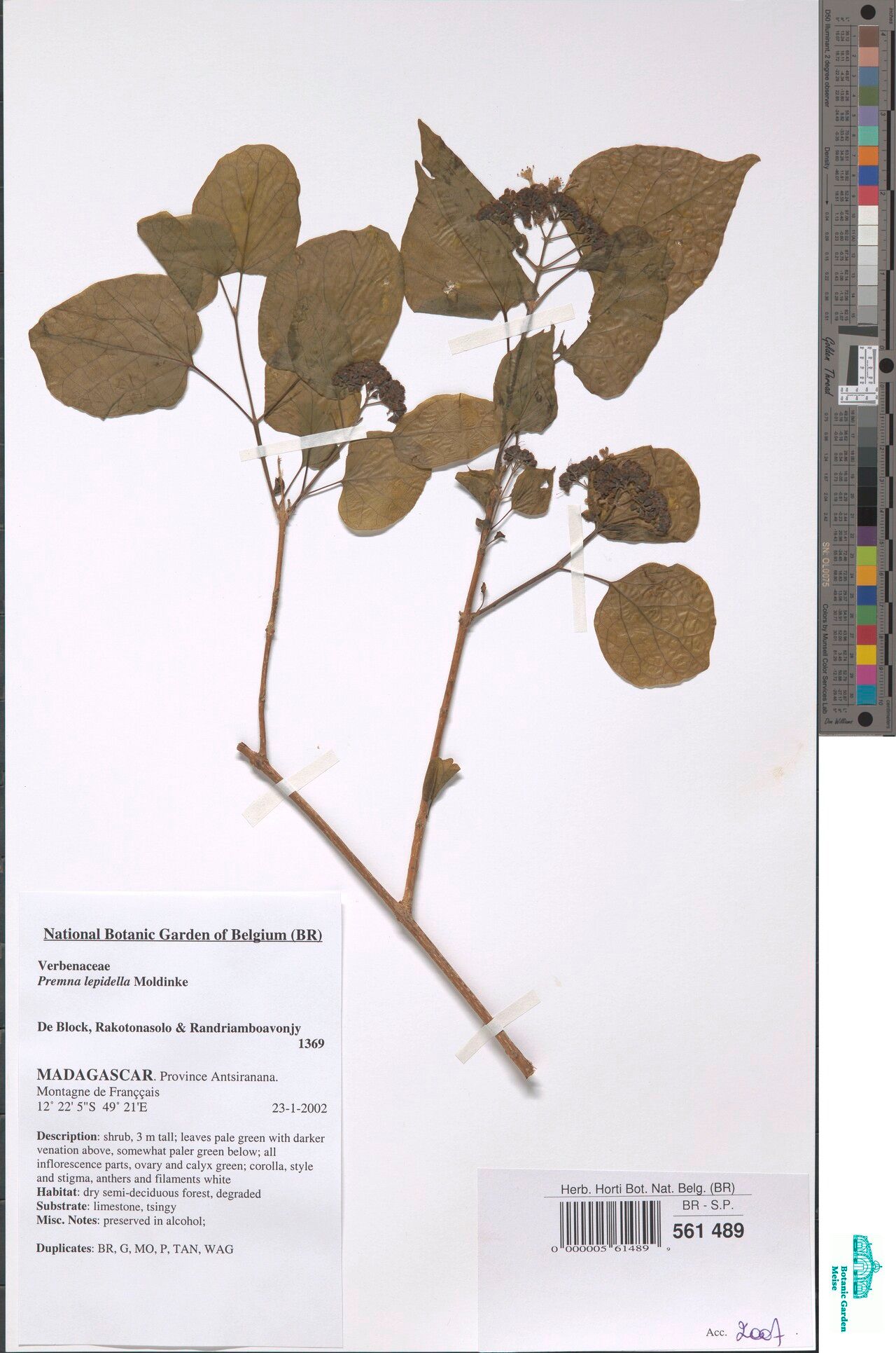 Premna lepidella — houseplant care guide