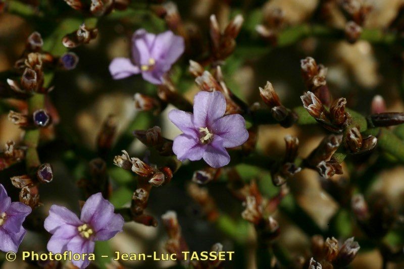 Limonium tarcoense — houseplant care guide