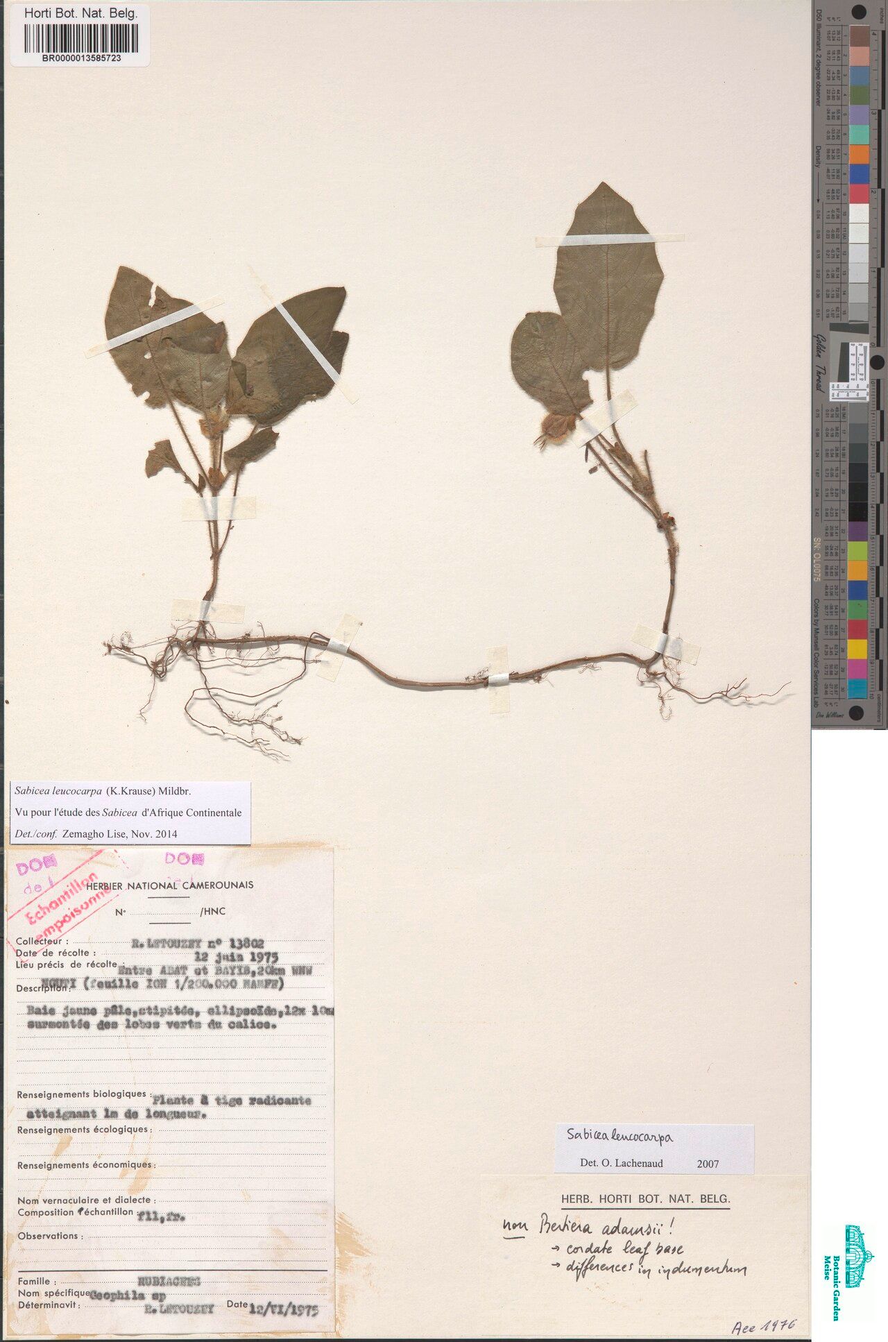 Sabicea leucocarpa — houseplant care guide