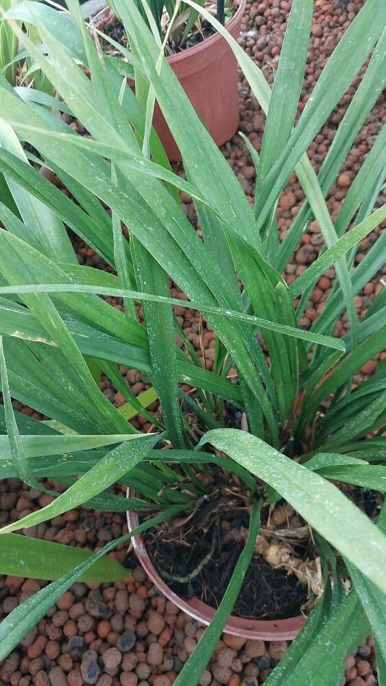Aspidistra caespitosa