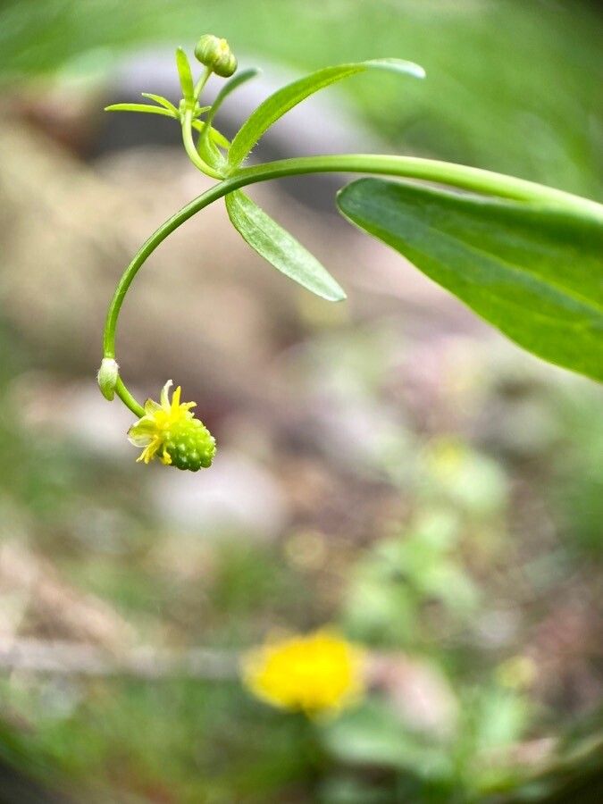 Ranunculus abortivus fruit